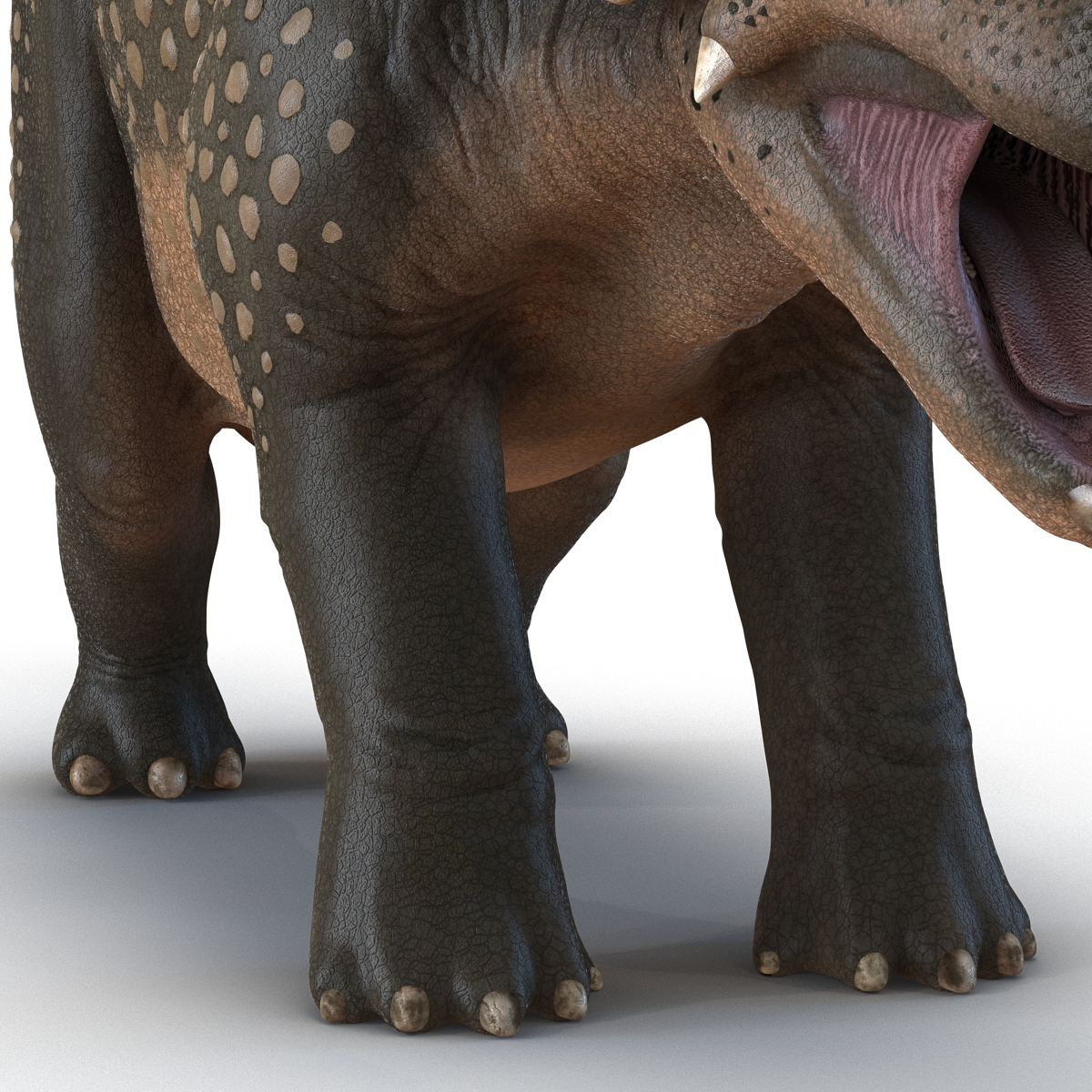 3D Triceratops Rigged model