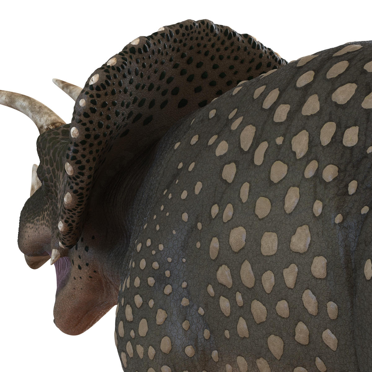 3D Triceratops Rigged model