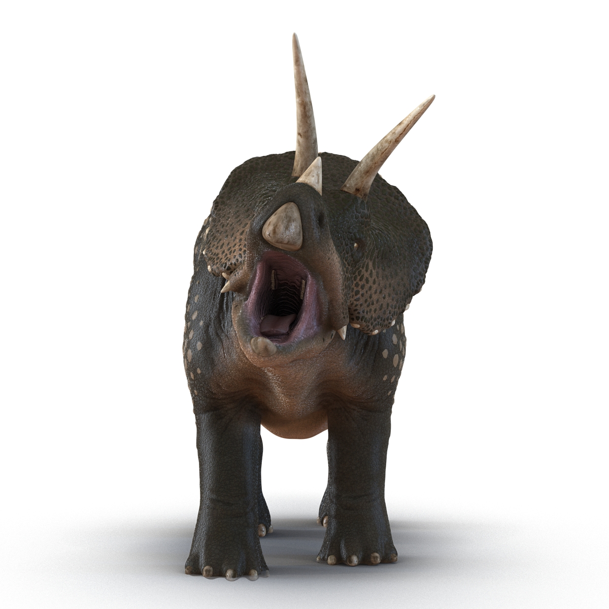 3D Triceratops Pose 2 model