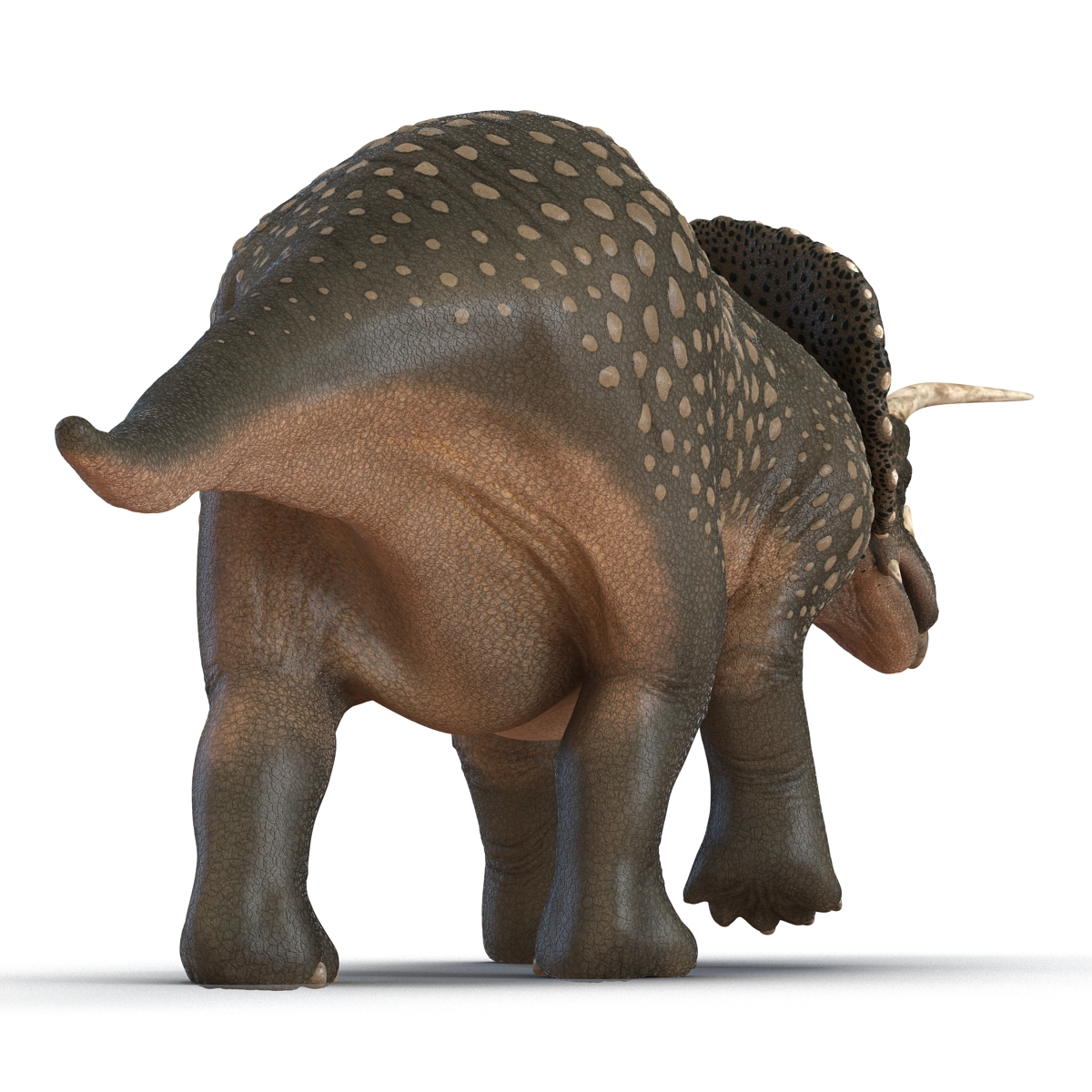 3D Triceratops Pose 3 model