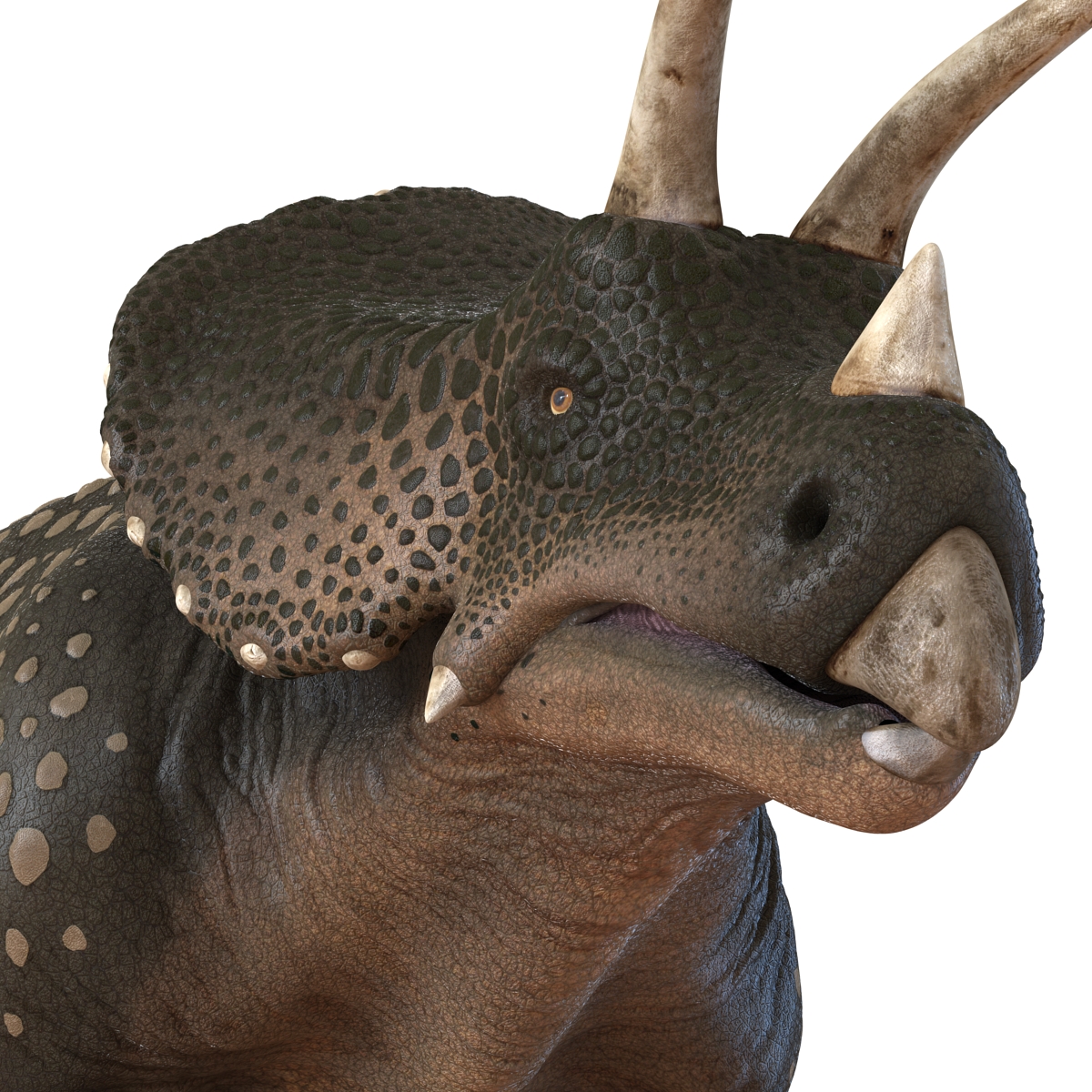 3D Triceratops Pose 3 model