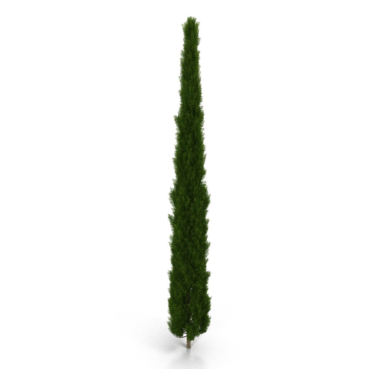 Cypress Tree 3 3D model