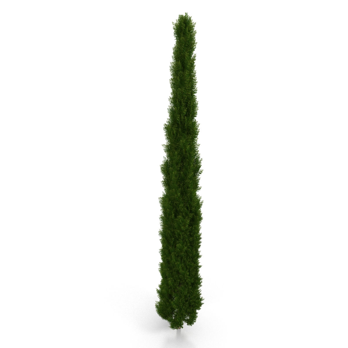 Cypress Tree 3 3D model