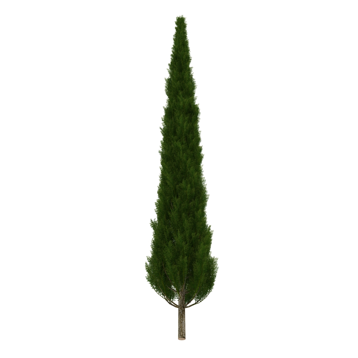 Cypress Tree 3 3D model