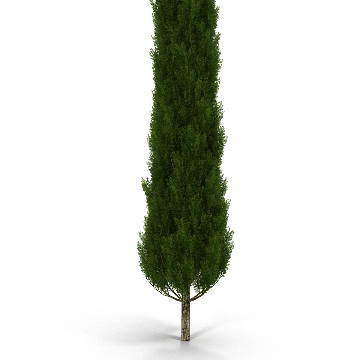 Cypress Tree 3 3D model