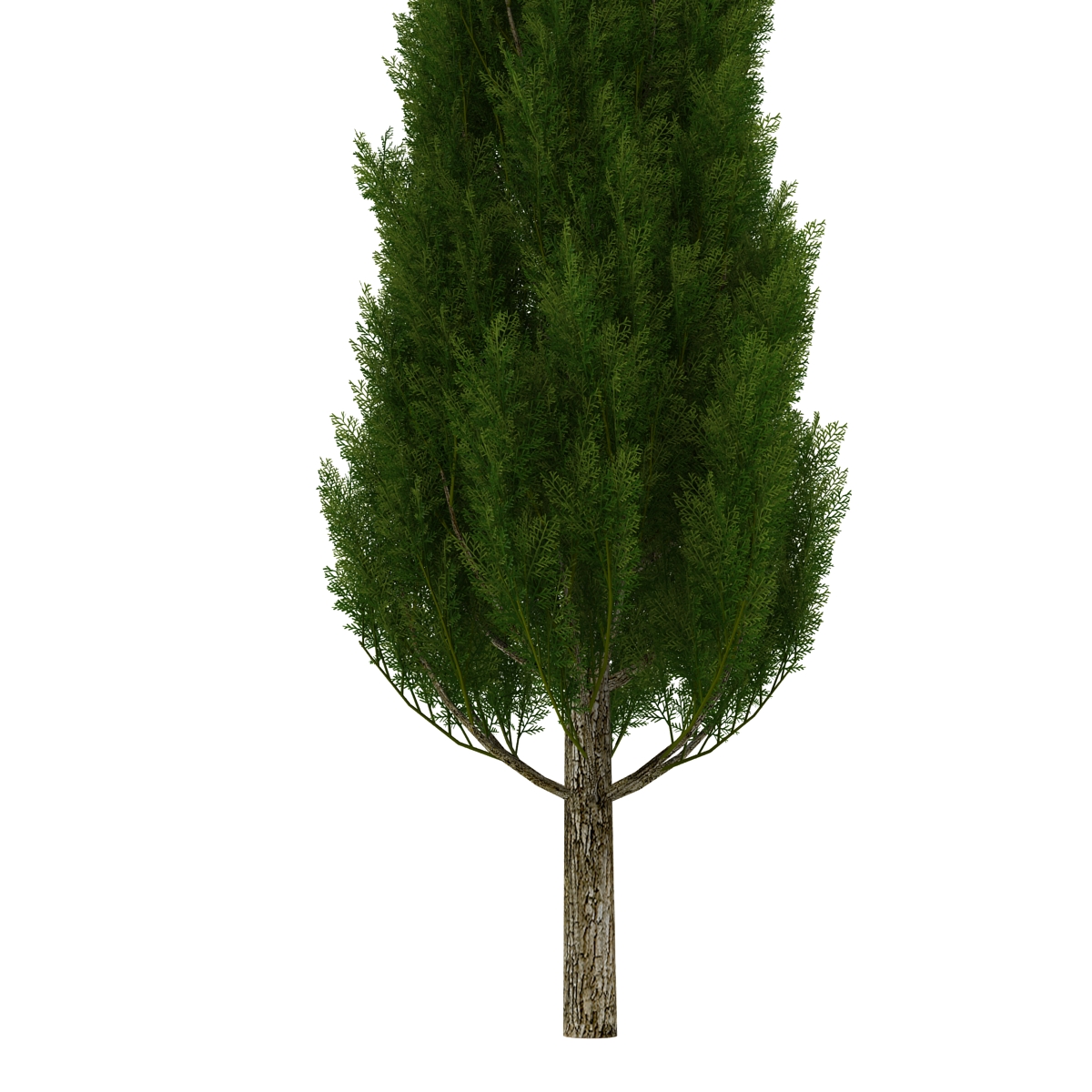 Cypress Tree 3 3D model