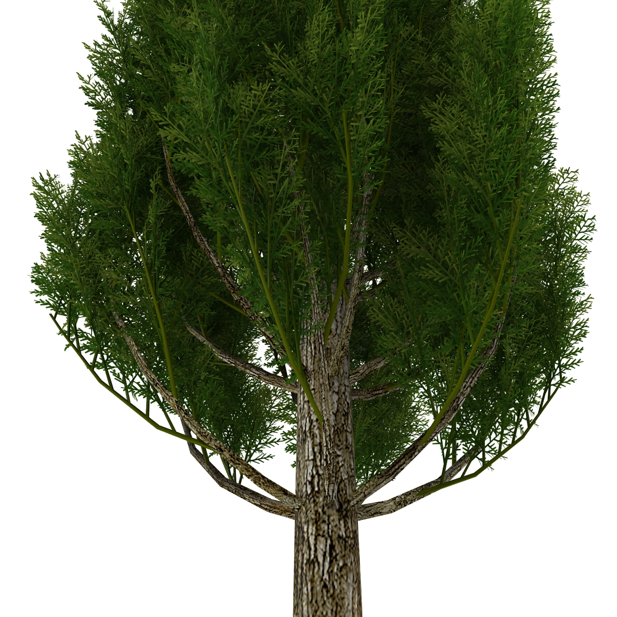 Cypress Tree 3 3D model