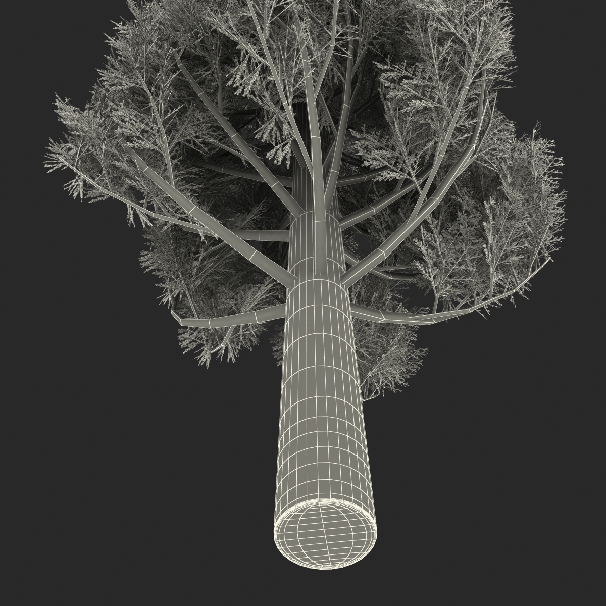 Cypress Tree 3 3D model