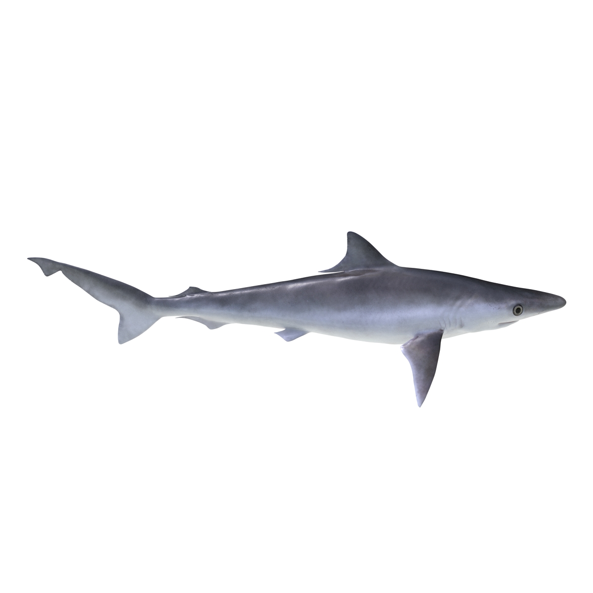 3D model Milk Shark