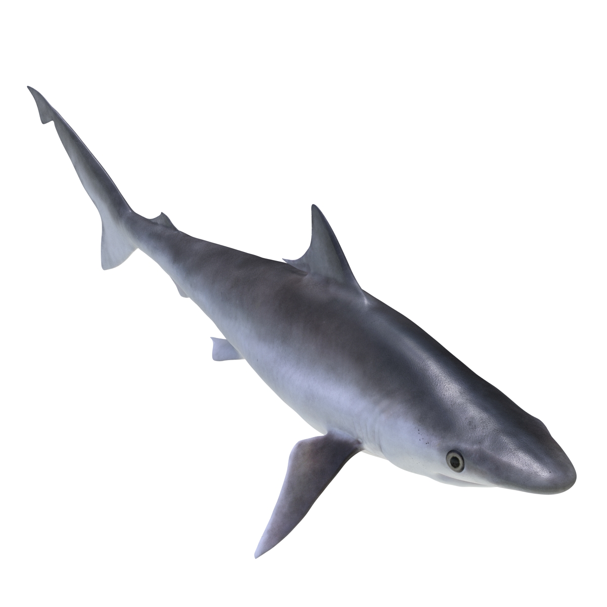 3D model Milk Shark