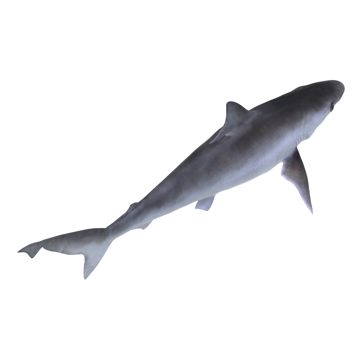 3D model Milk Shark