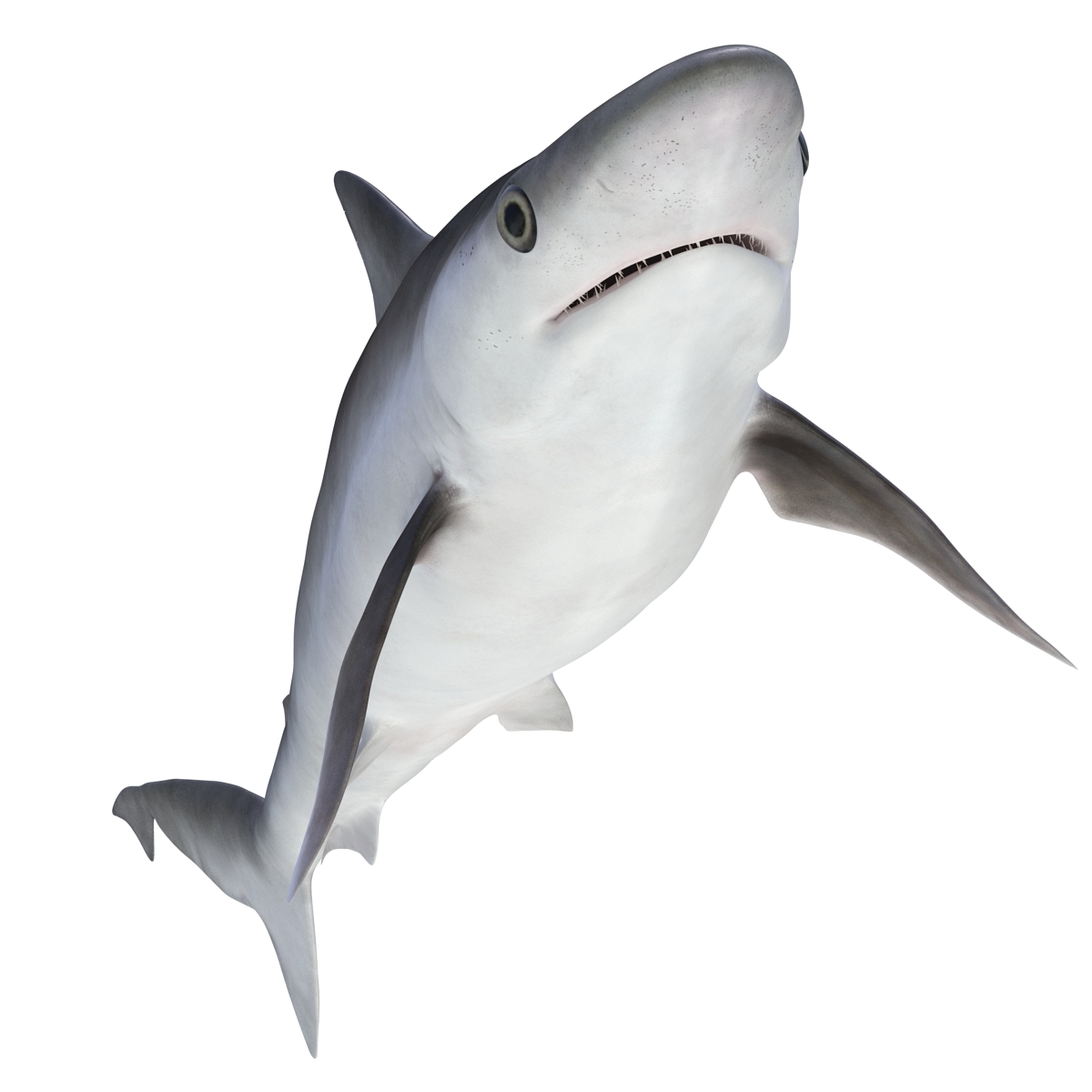 3D model Milk Shark