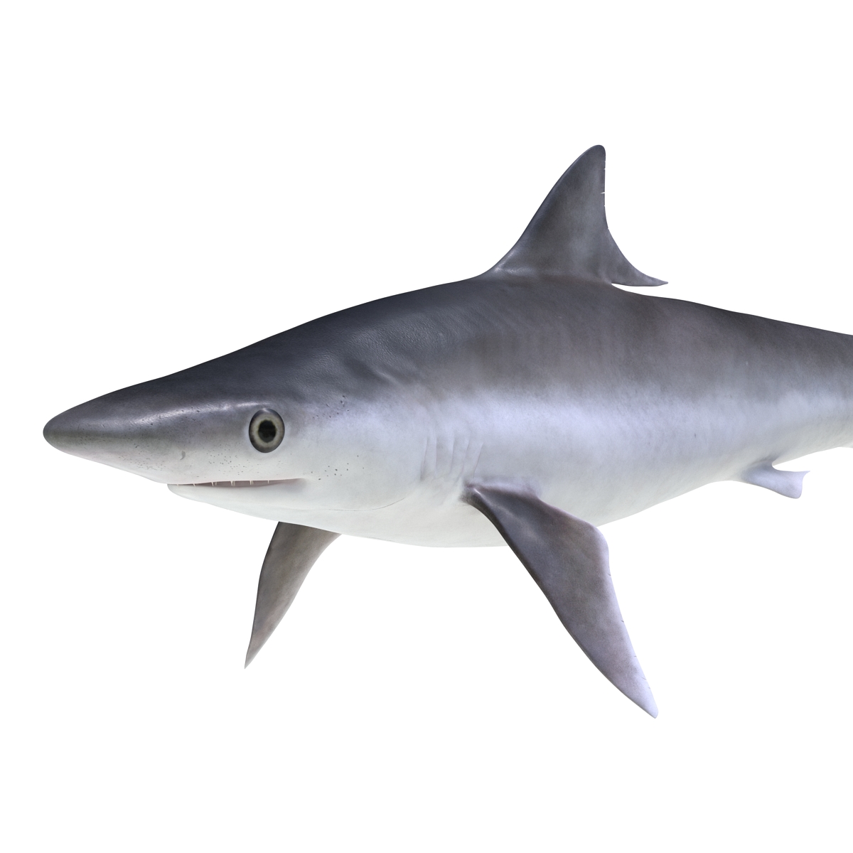 3D model Milk Shark