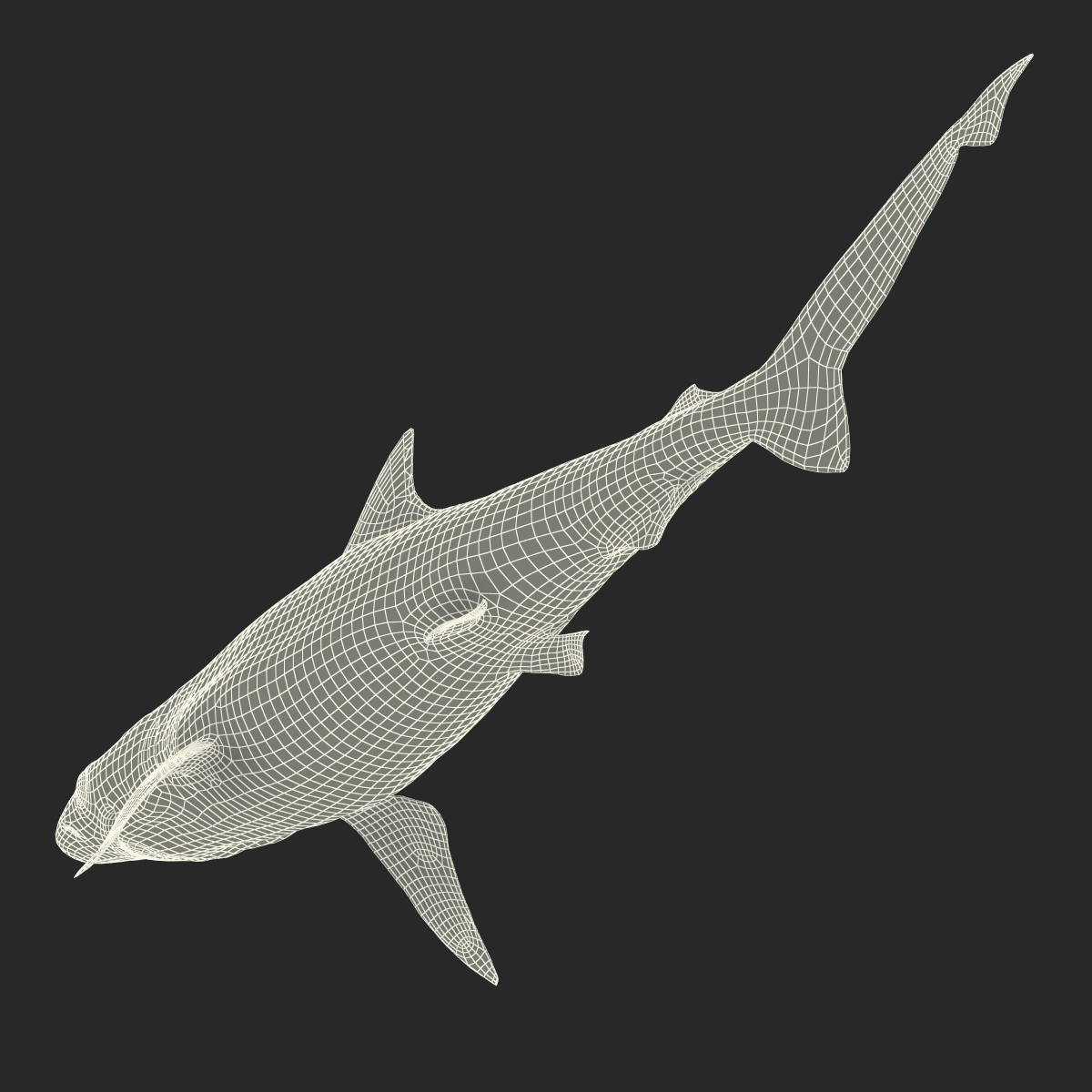 3D model Milk Shark