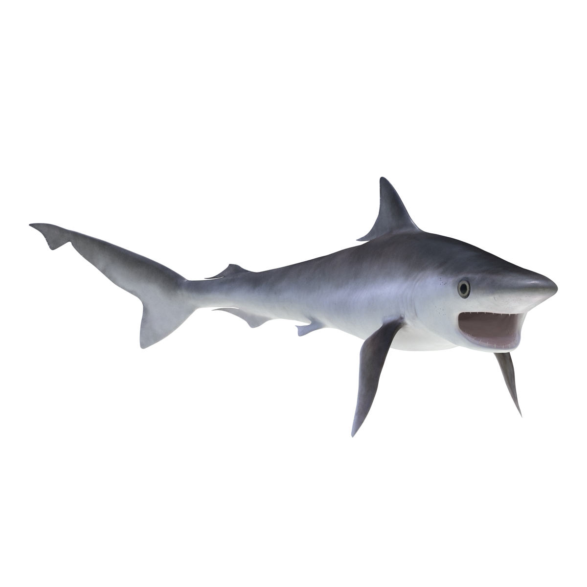 Milk Shark Rigged 3D