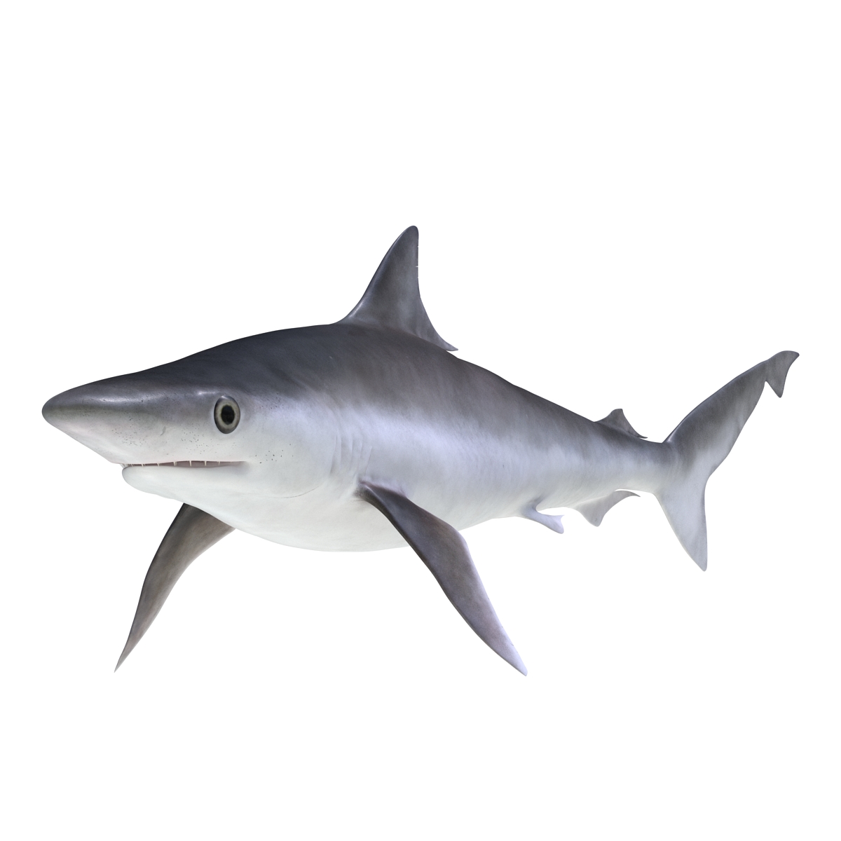 Milk Shark Rigged 3D