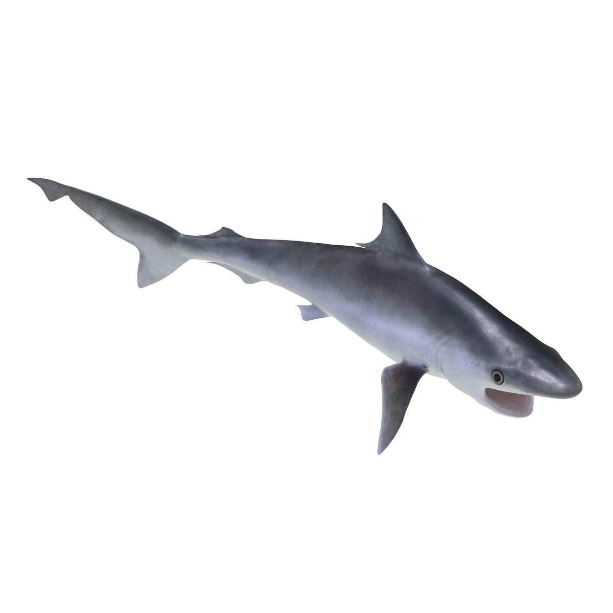 Milk Shark Rigged 3D