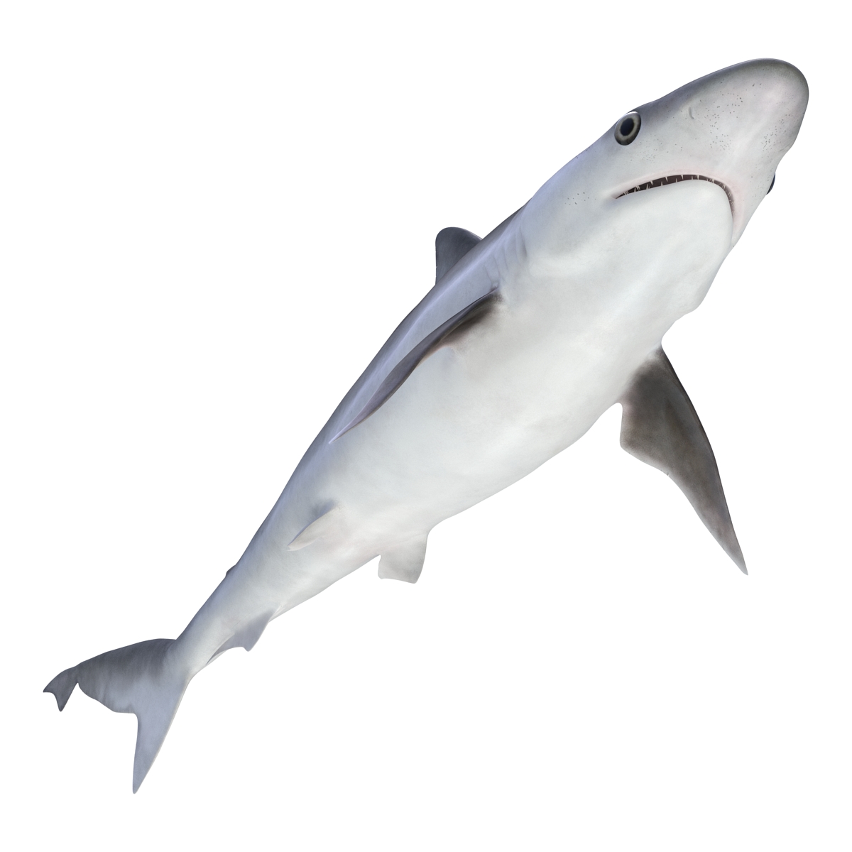 Milk Shark Rigged 3D