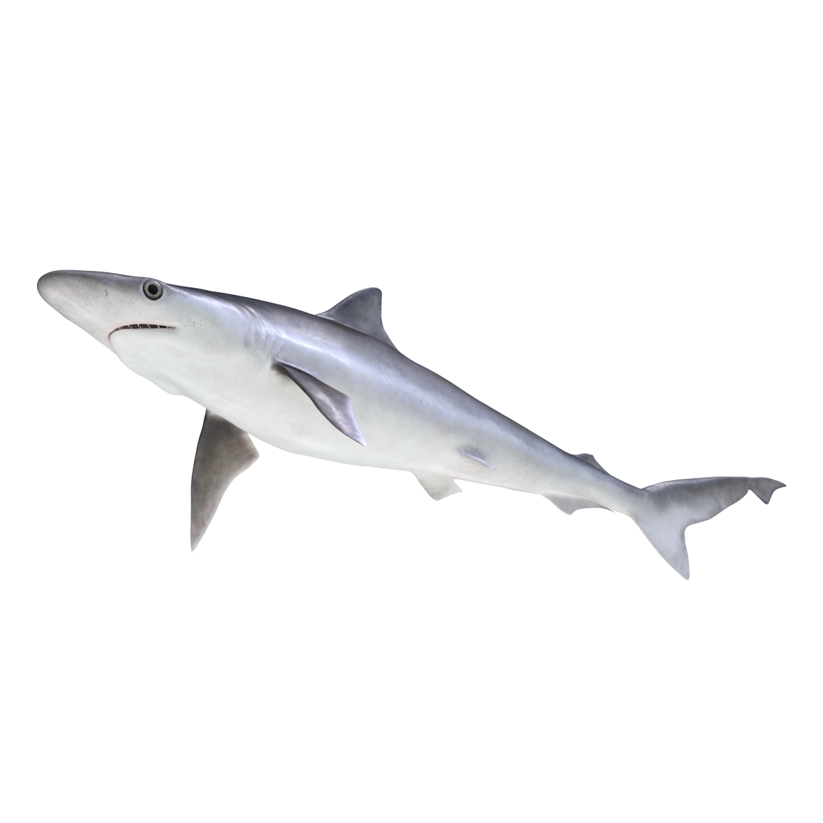 Milk Shark Rigged 3D