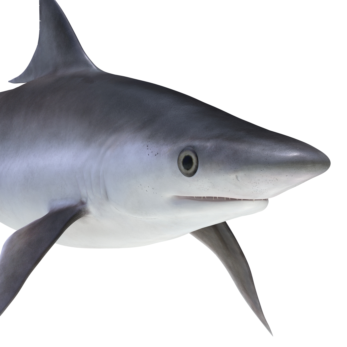 Milk Shark Rigged 3D