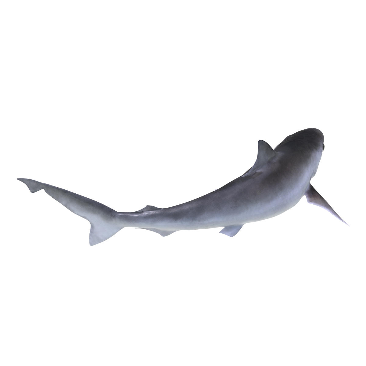 Milk Shark Pose 2 3D