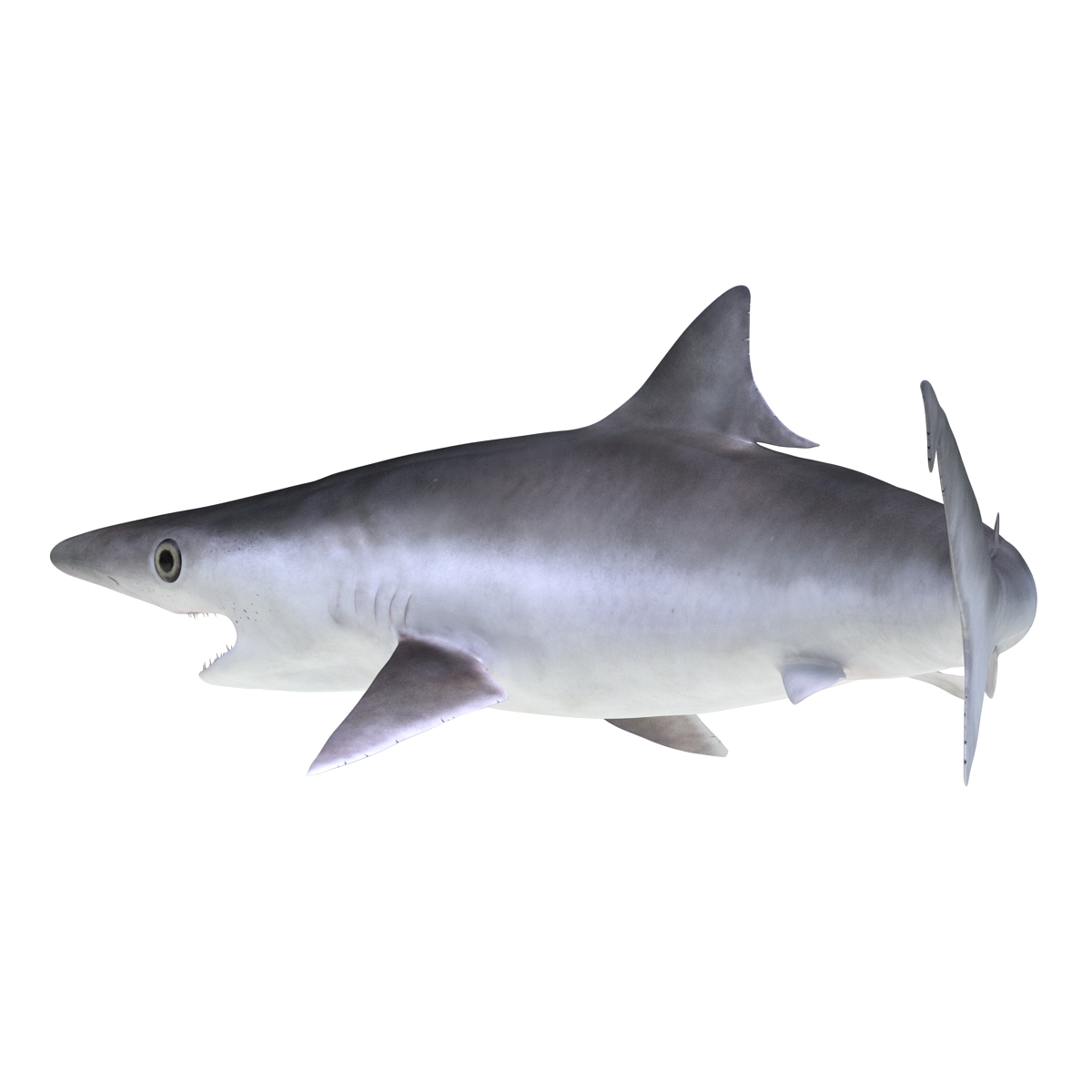 Milk Shark Pose 2 3D