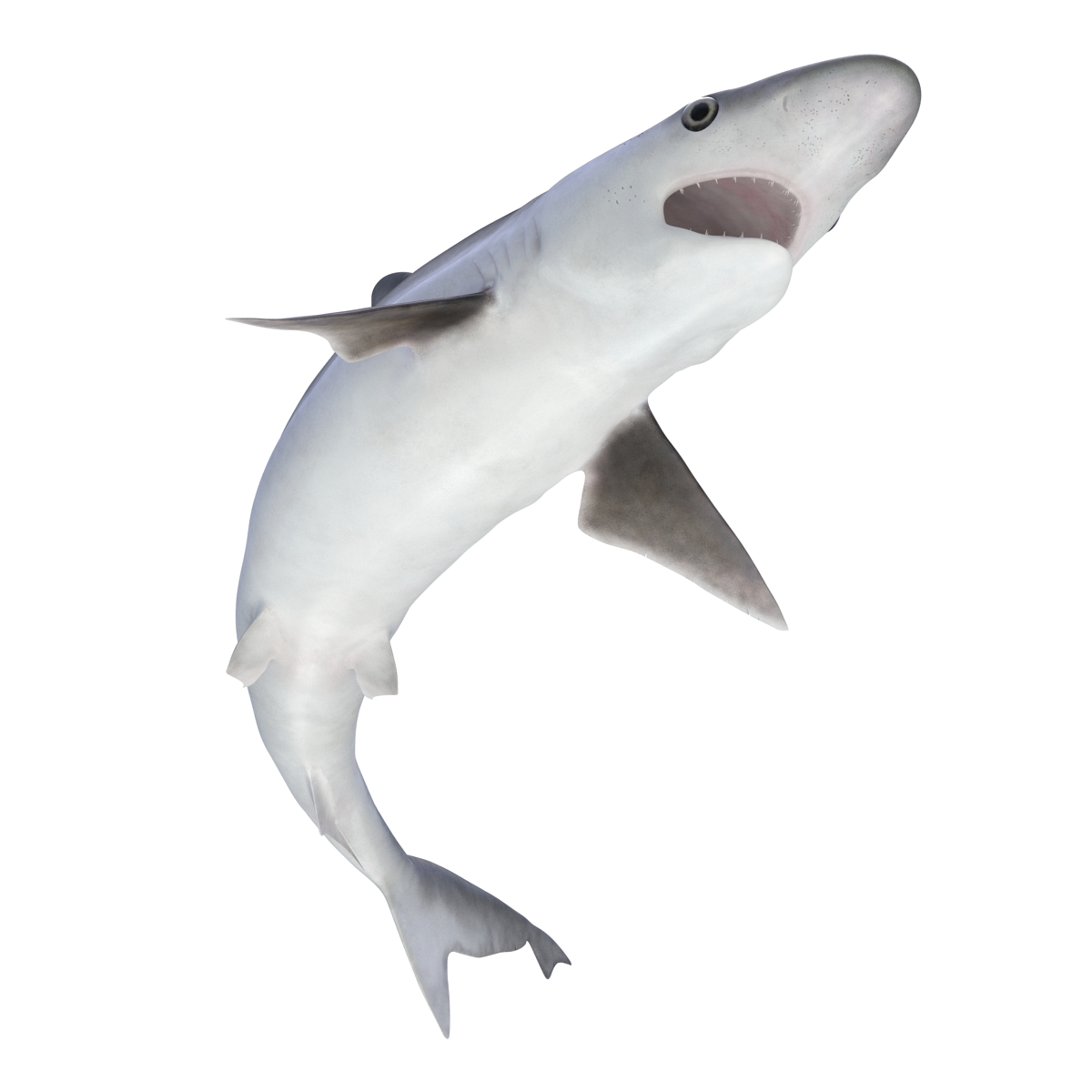 Milk Shark Pose 2 3D