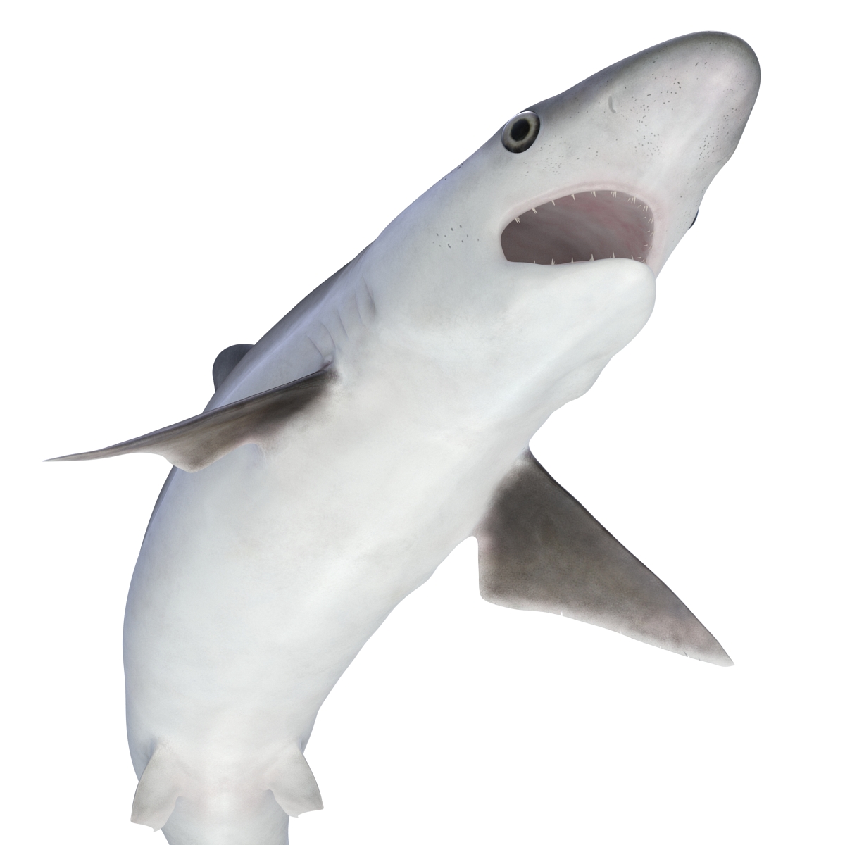 Milk Shark Pose 2 3D