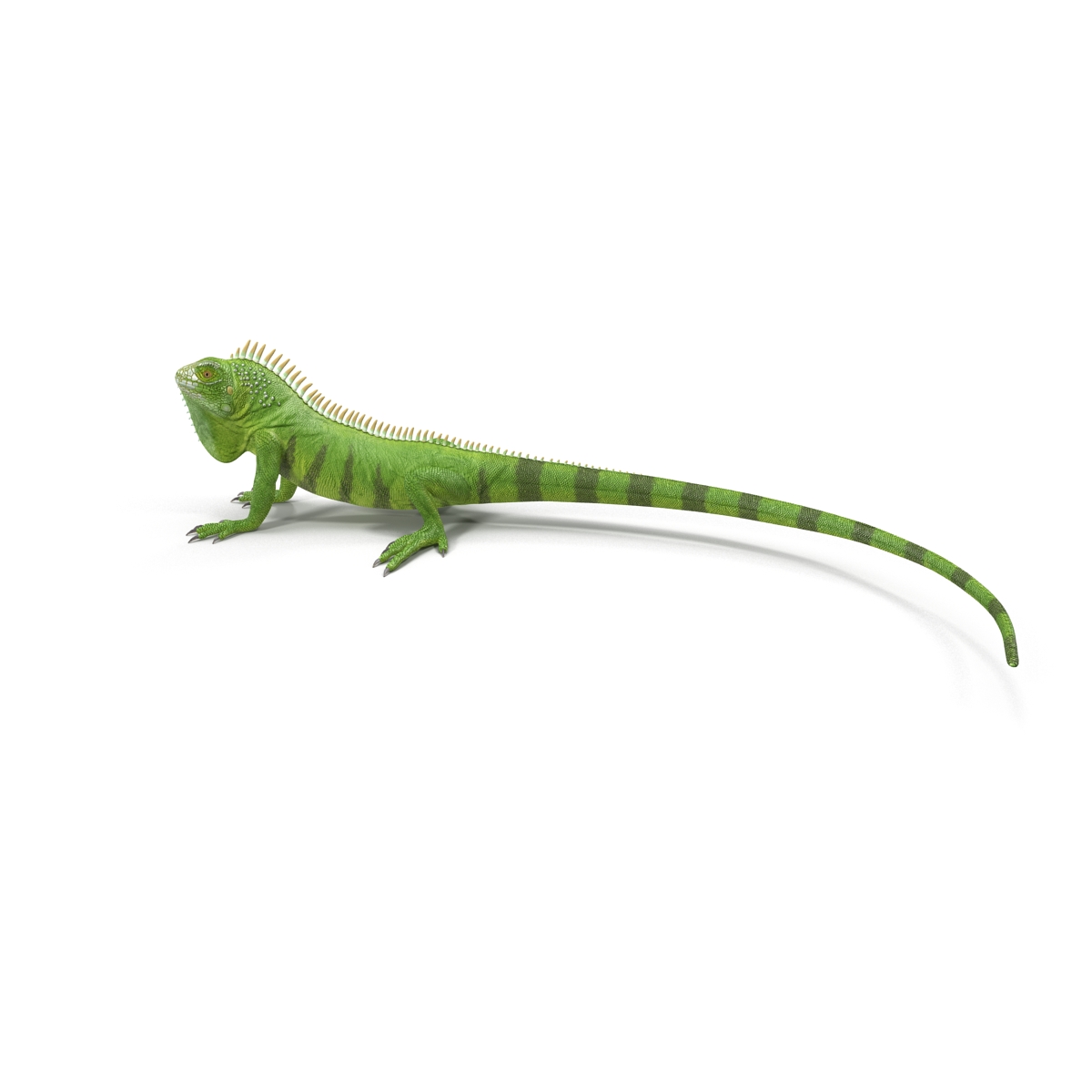 Green Iguana Rigged 3D model