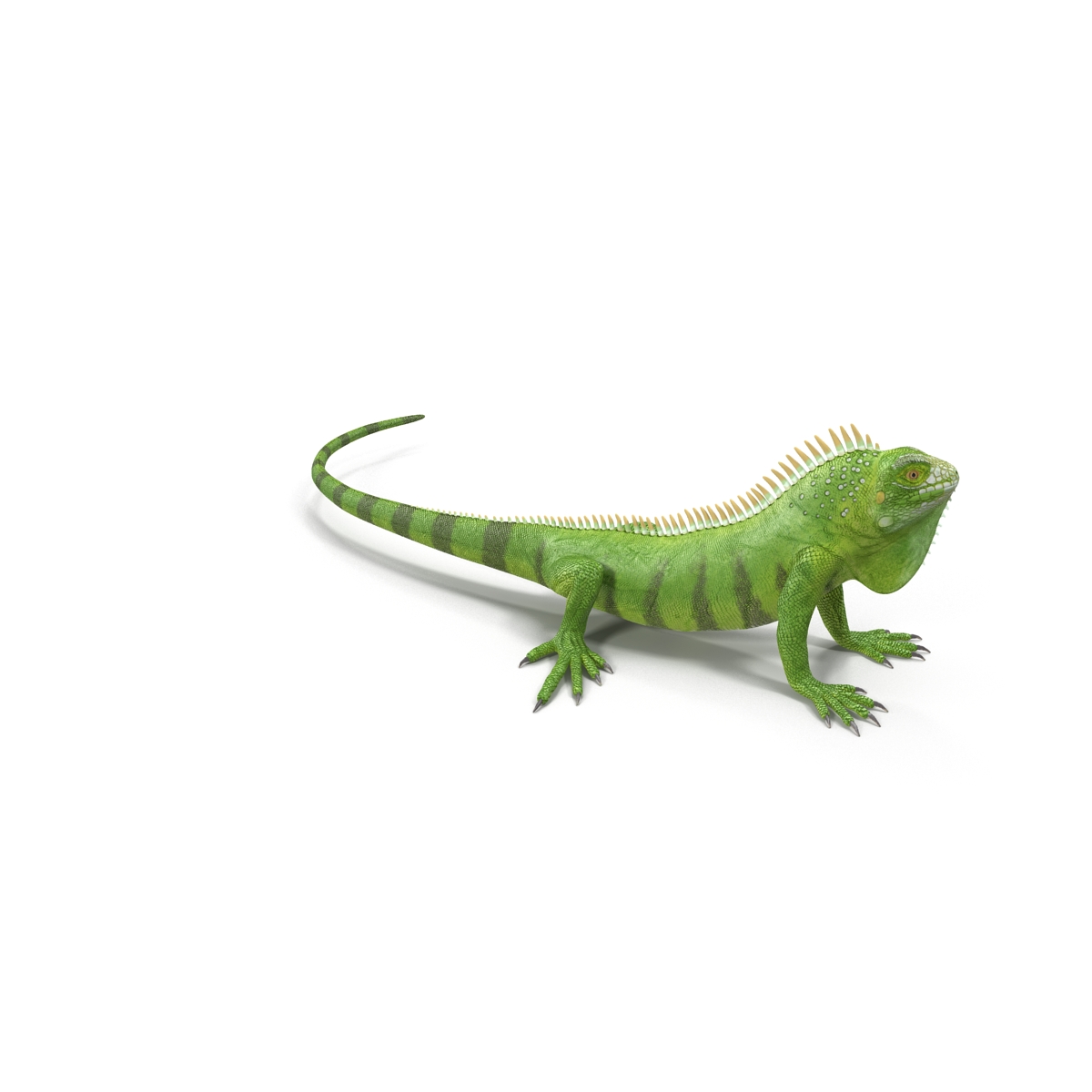 Green Iguana Rigged 3D model