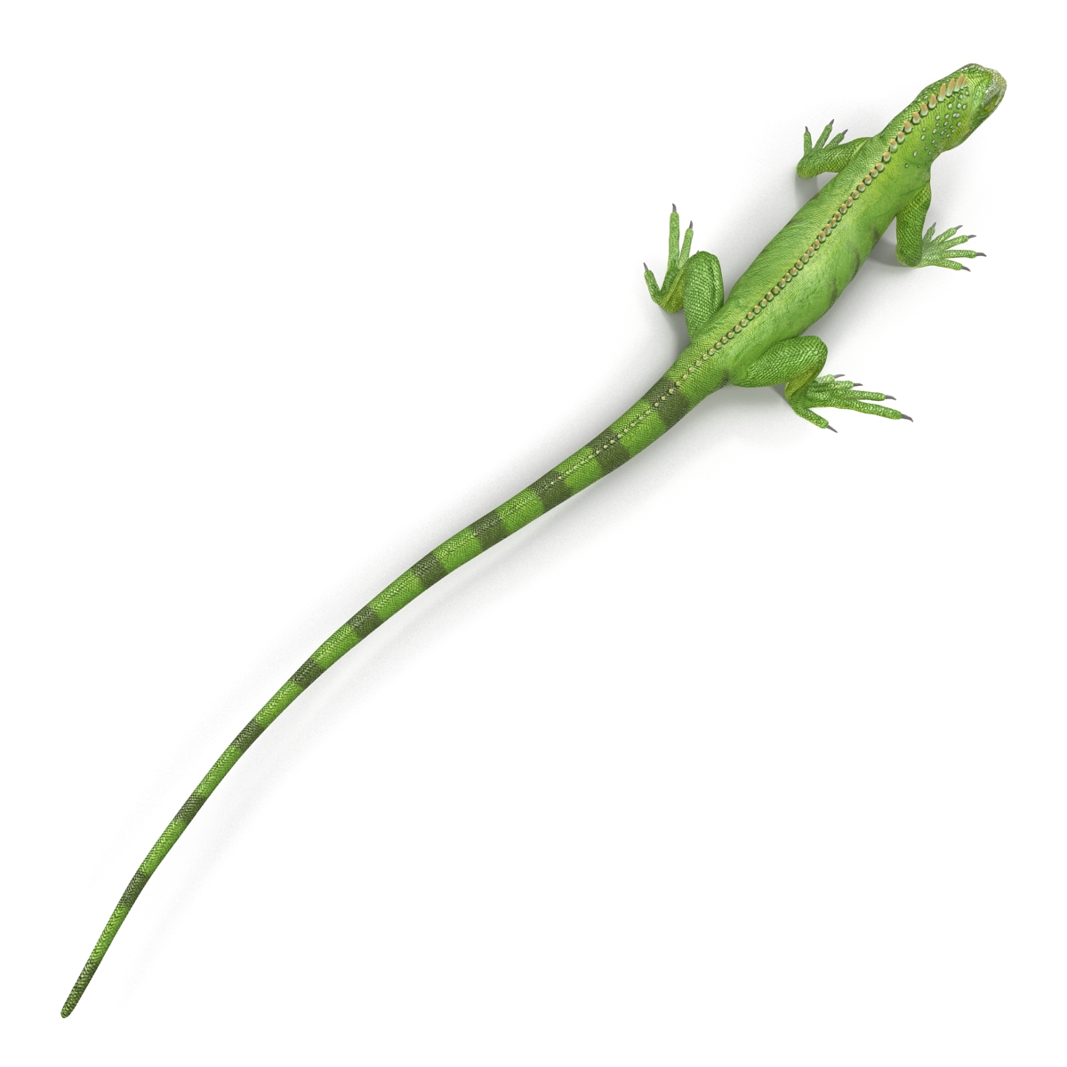 Green Iguana Rigged 3D model