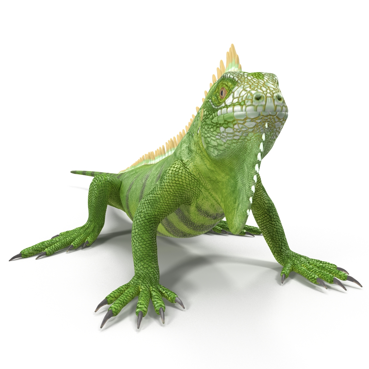 Green Iguana Rigged 3D model