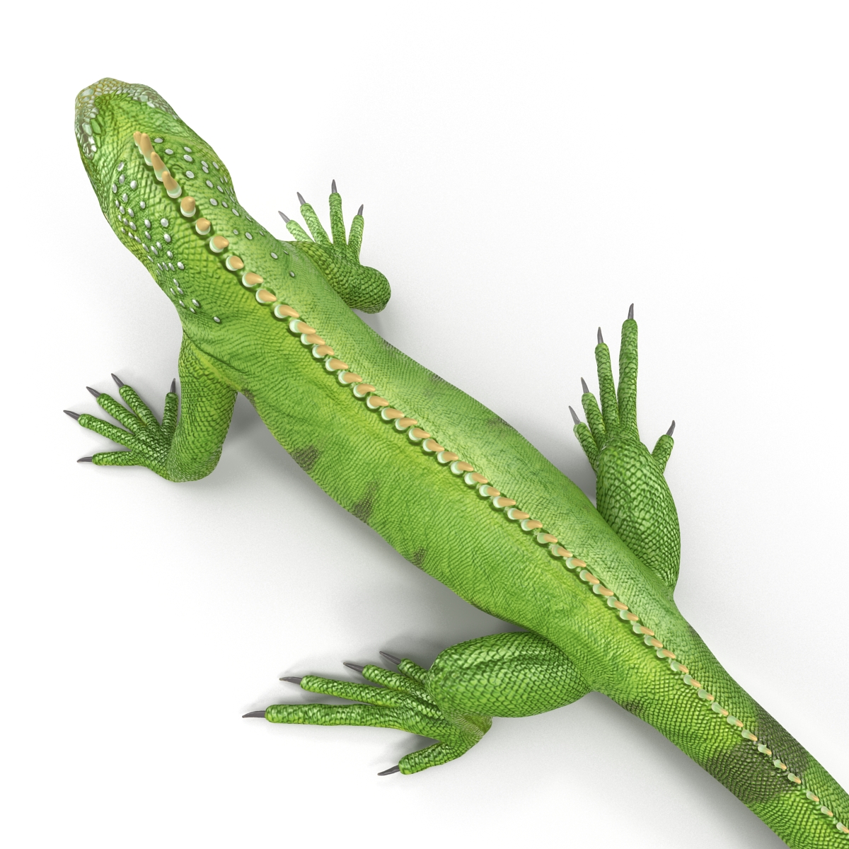 Green Iguana Rigged 3D model