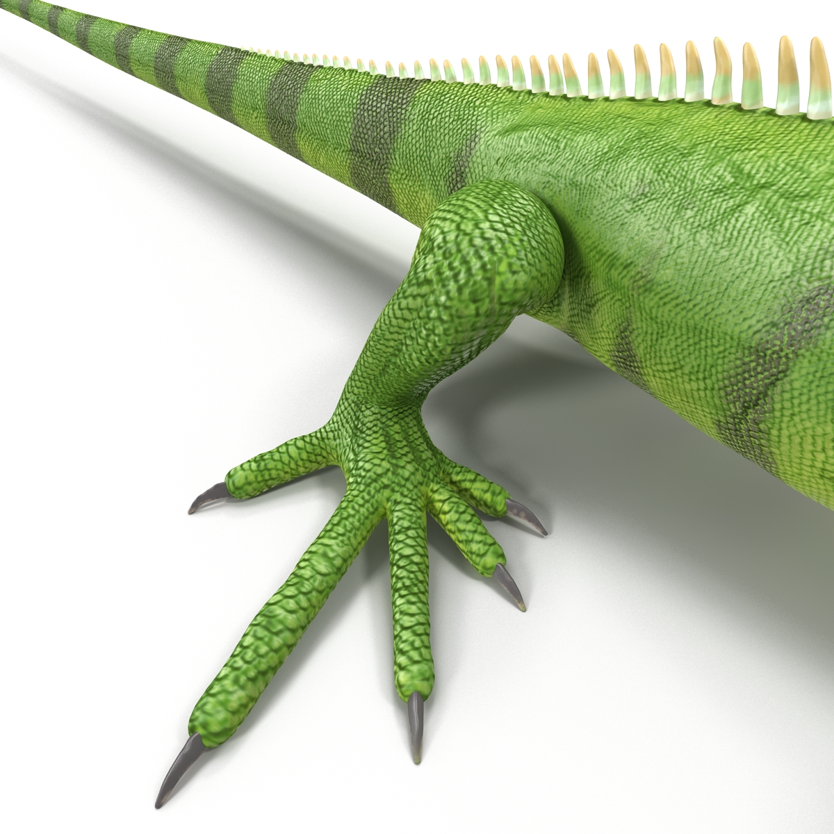 Green Iguana Rigged 3D model