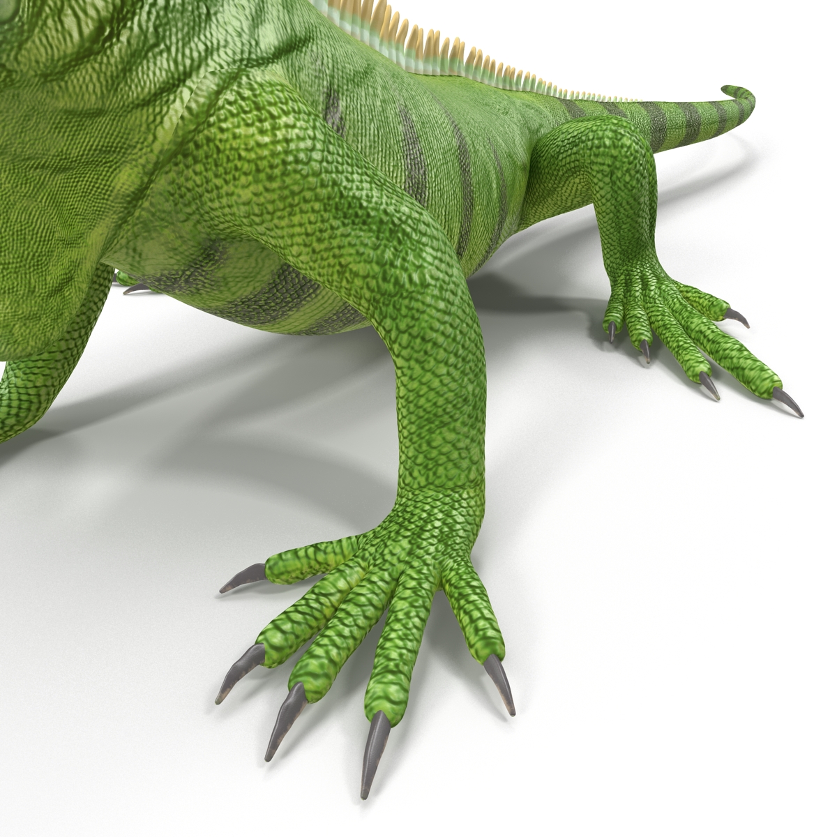 Green Iguana Rigged 3D model