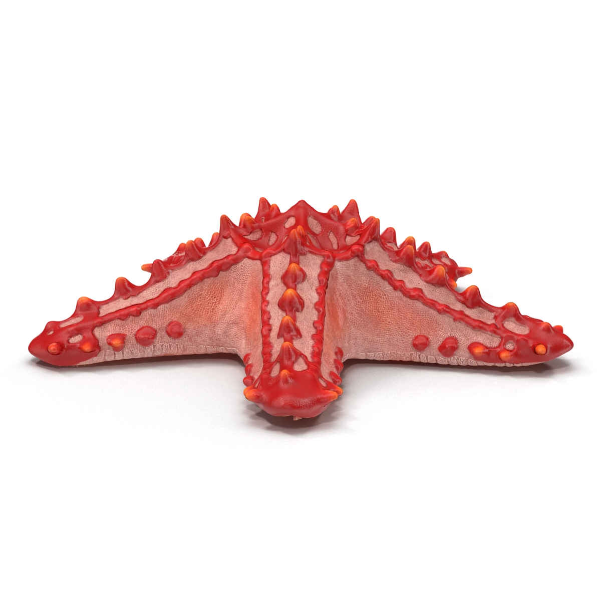 3D model Red Knobbed Starfish