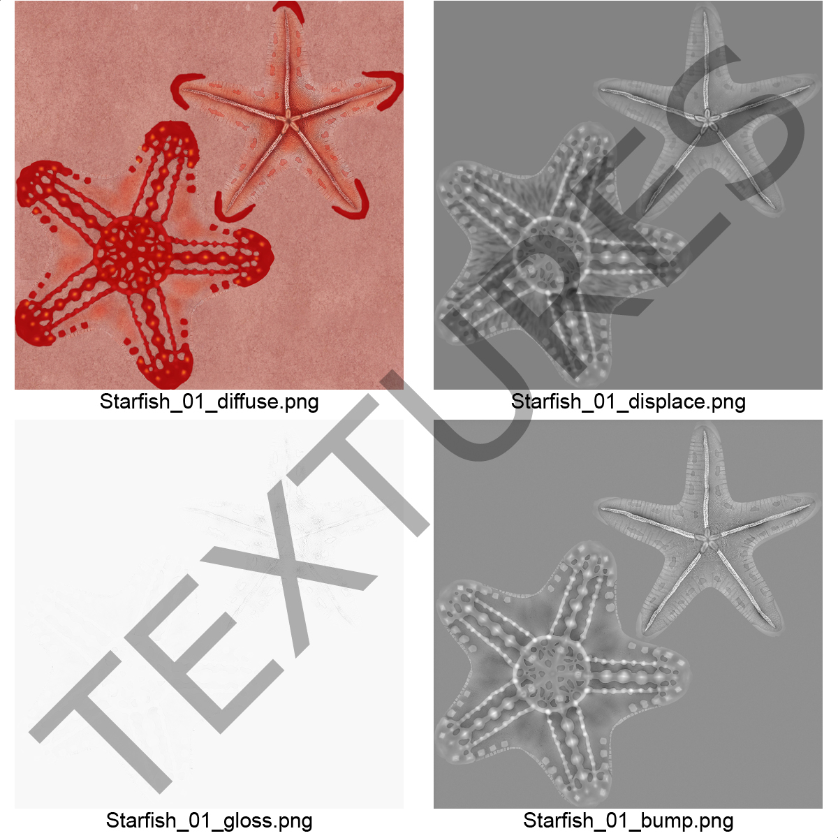 3D model Red Knobbed Starfish