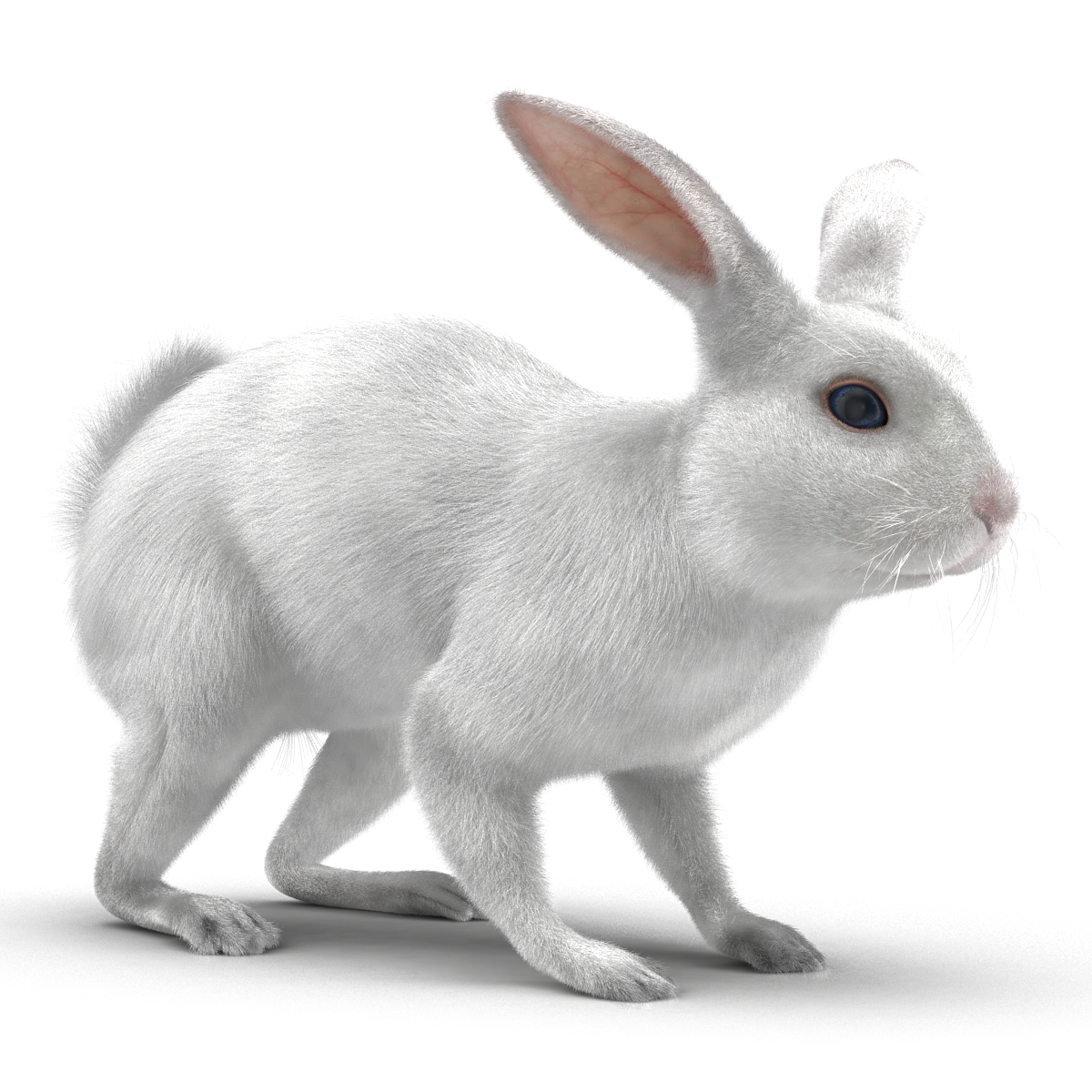 White Rabbit Rigged 3D model