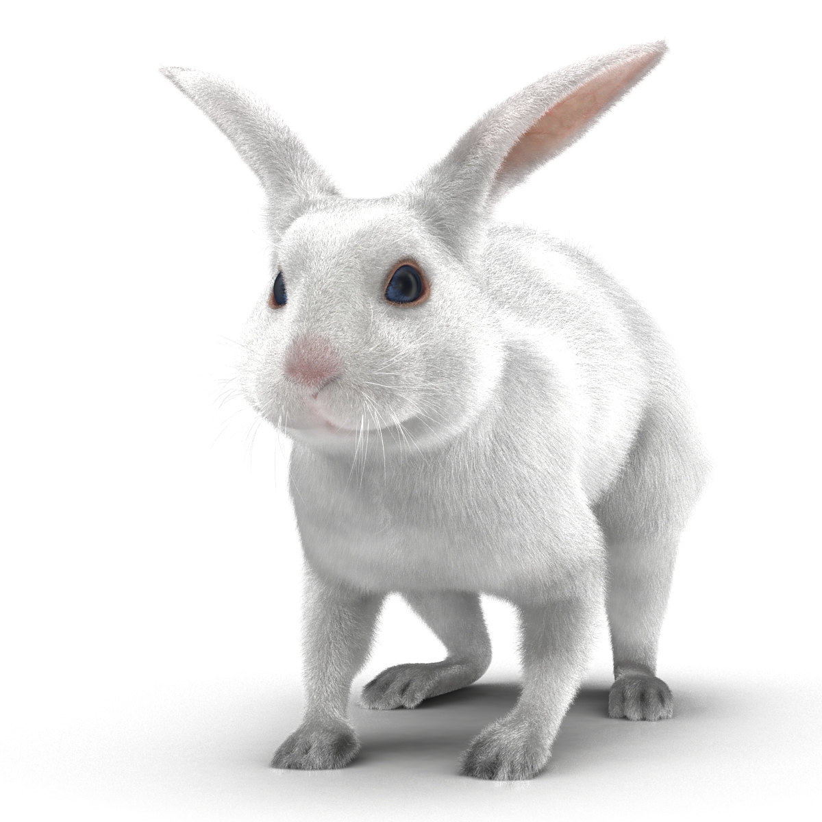 White Rabbit Rigged 3D model