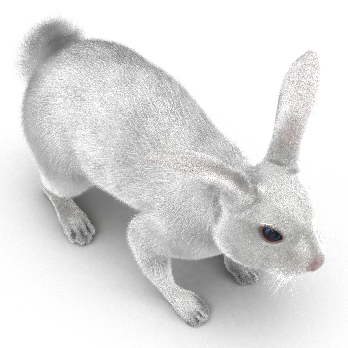 White Rabbit Rigged 3D model