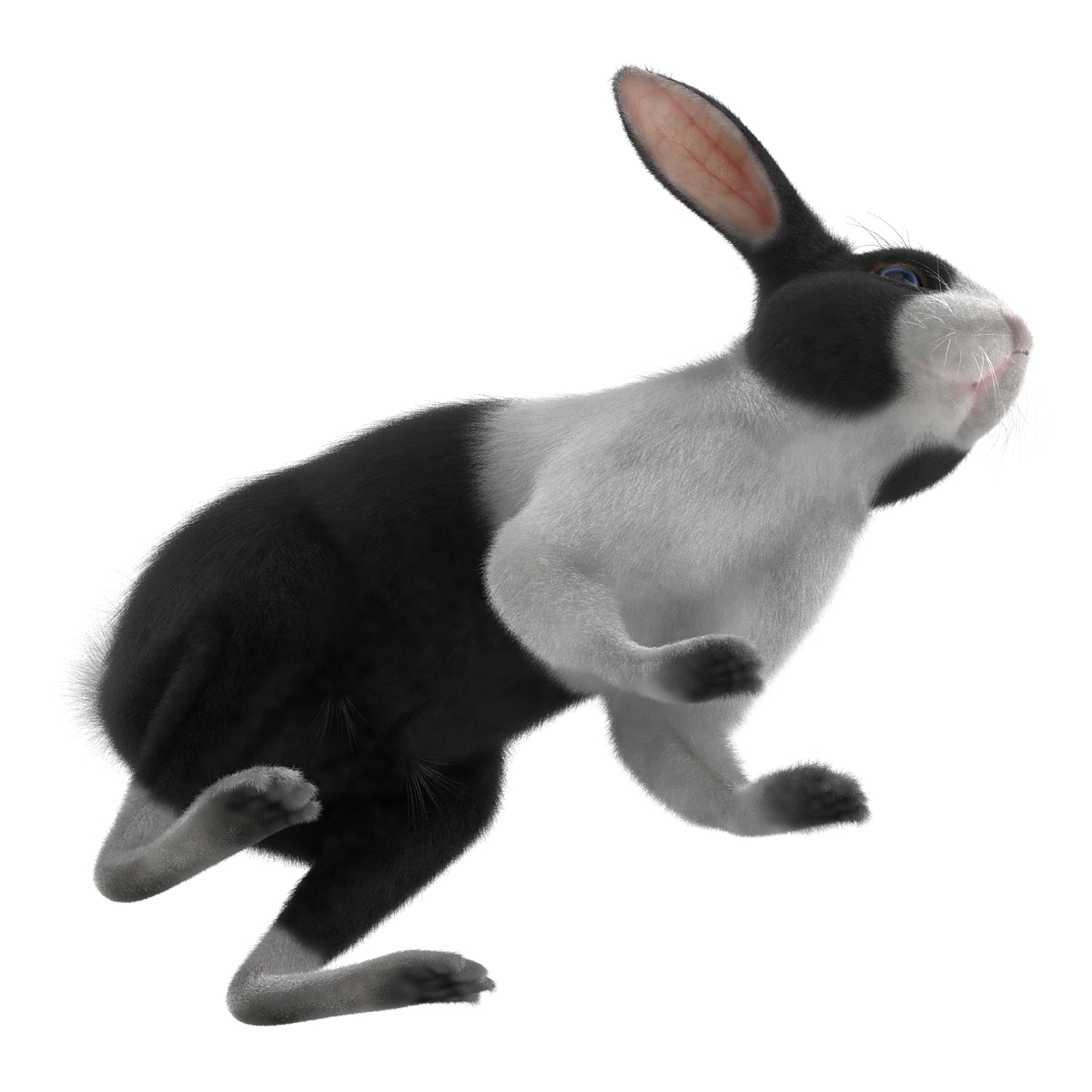 Black Rabbit Rigged 3D model