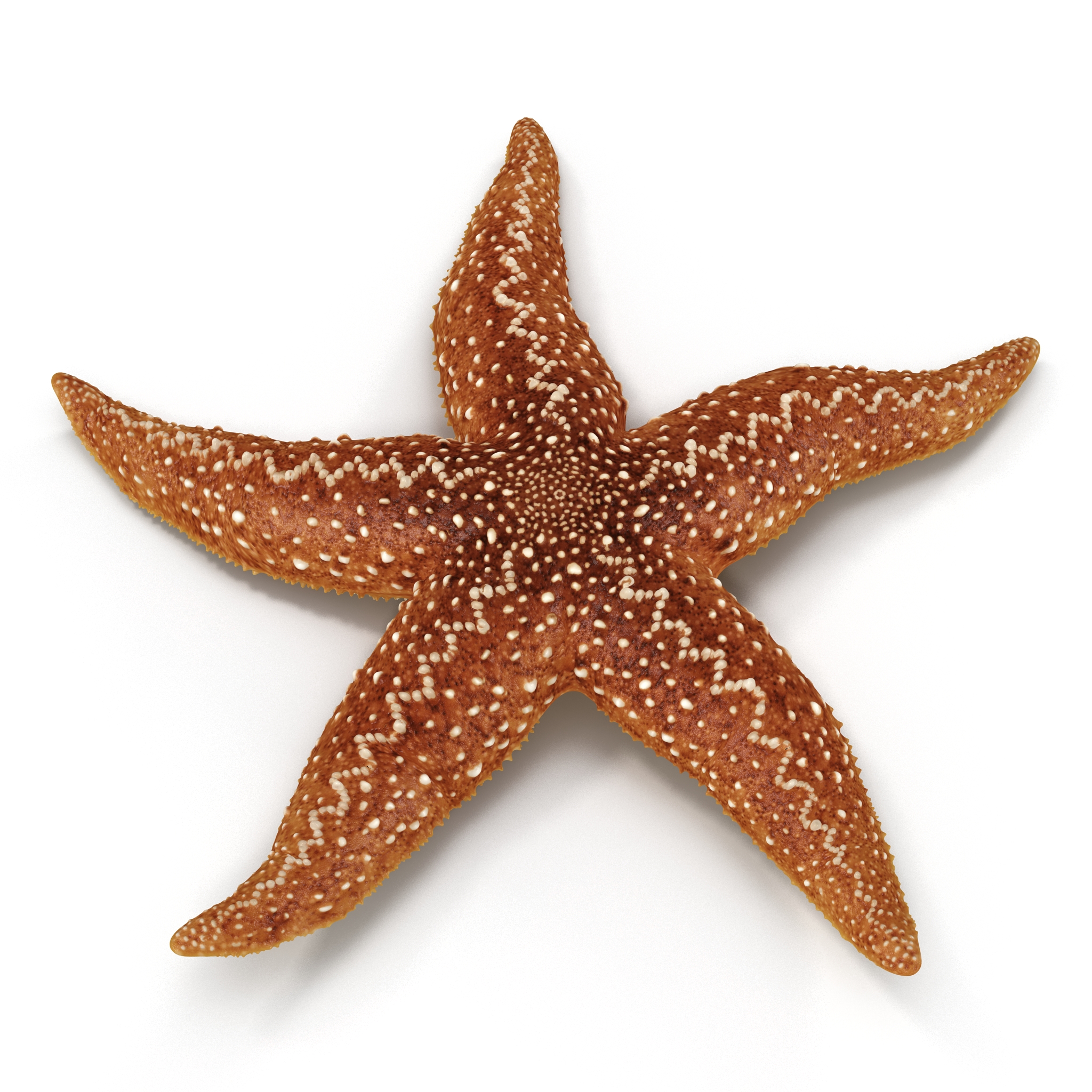 Starfish 2 Rigged 3D