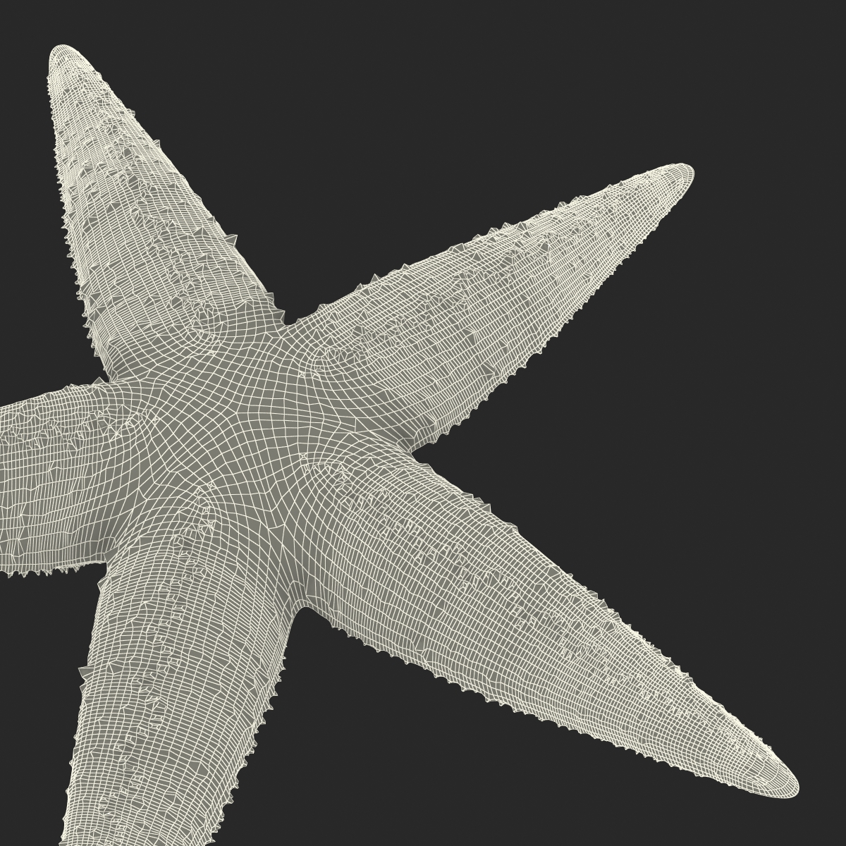 Starfish 2 Rigged 3D