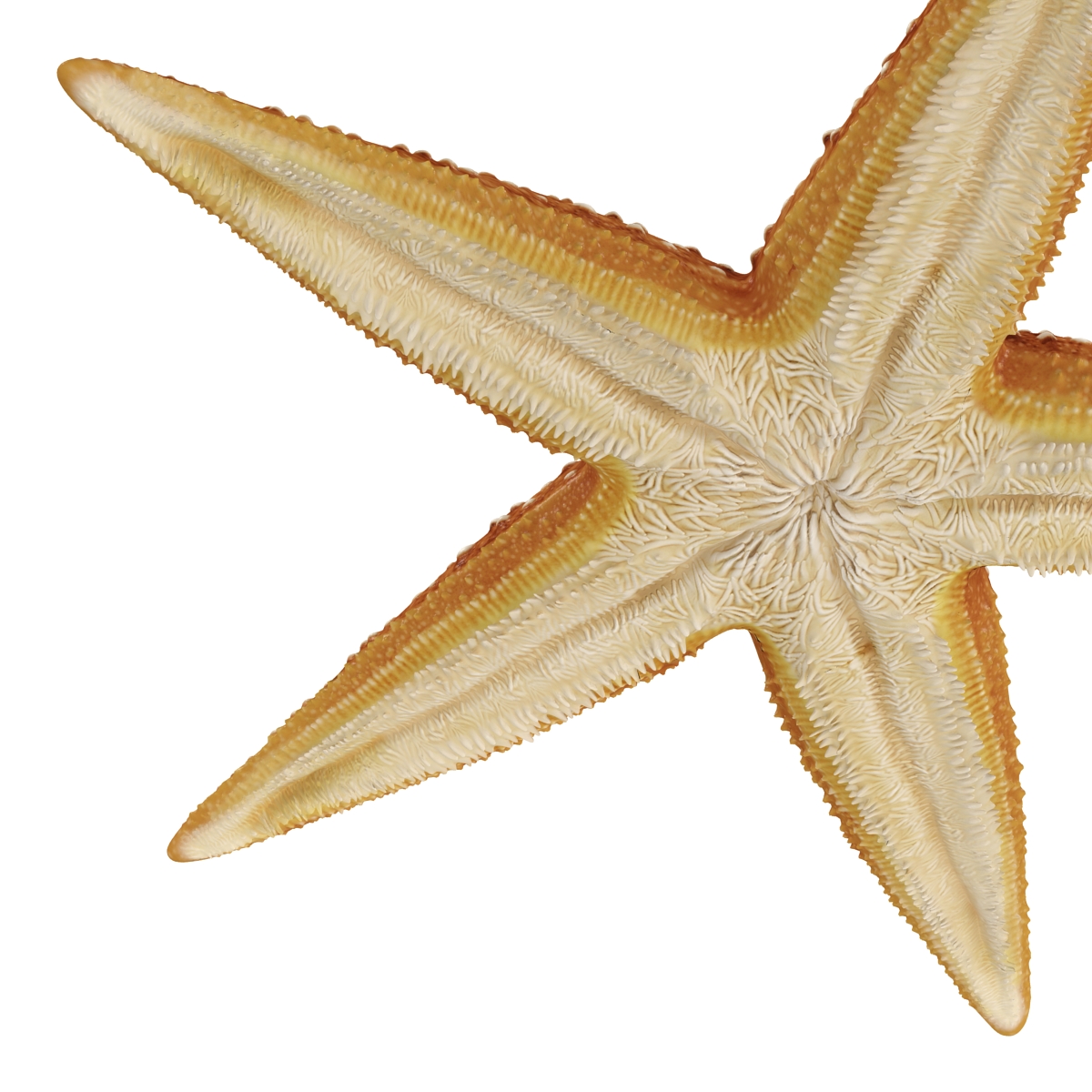 3D model Starfish 2