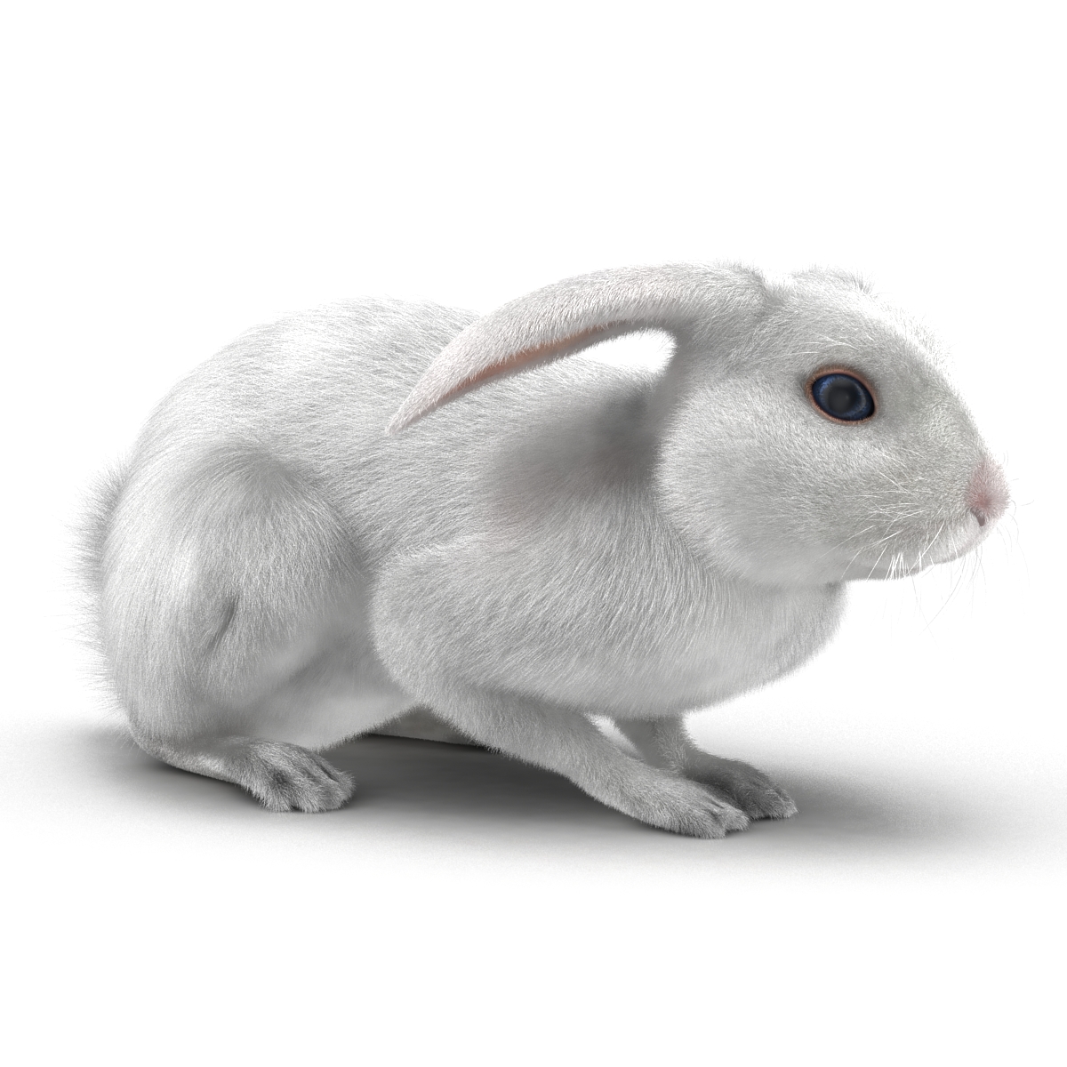 White Rabbit Pose 2 3D model