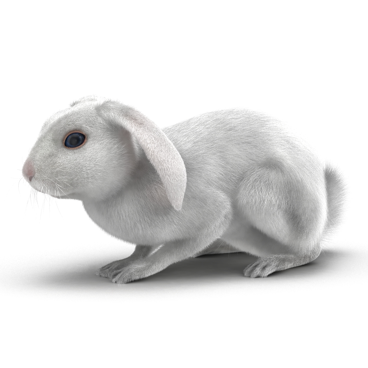 White Rabbit Pose 2 3D model