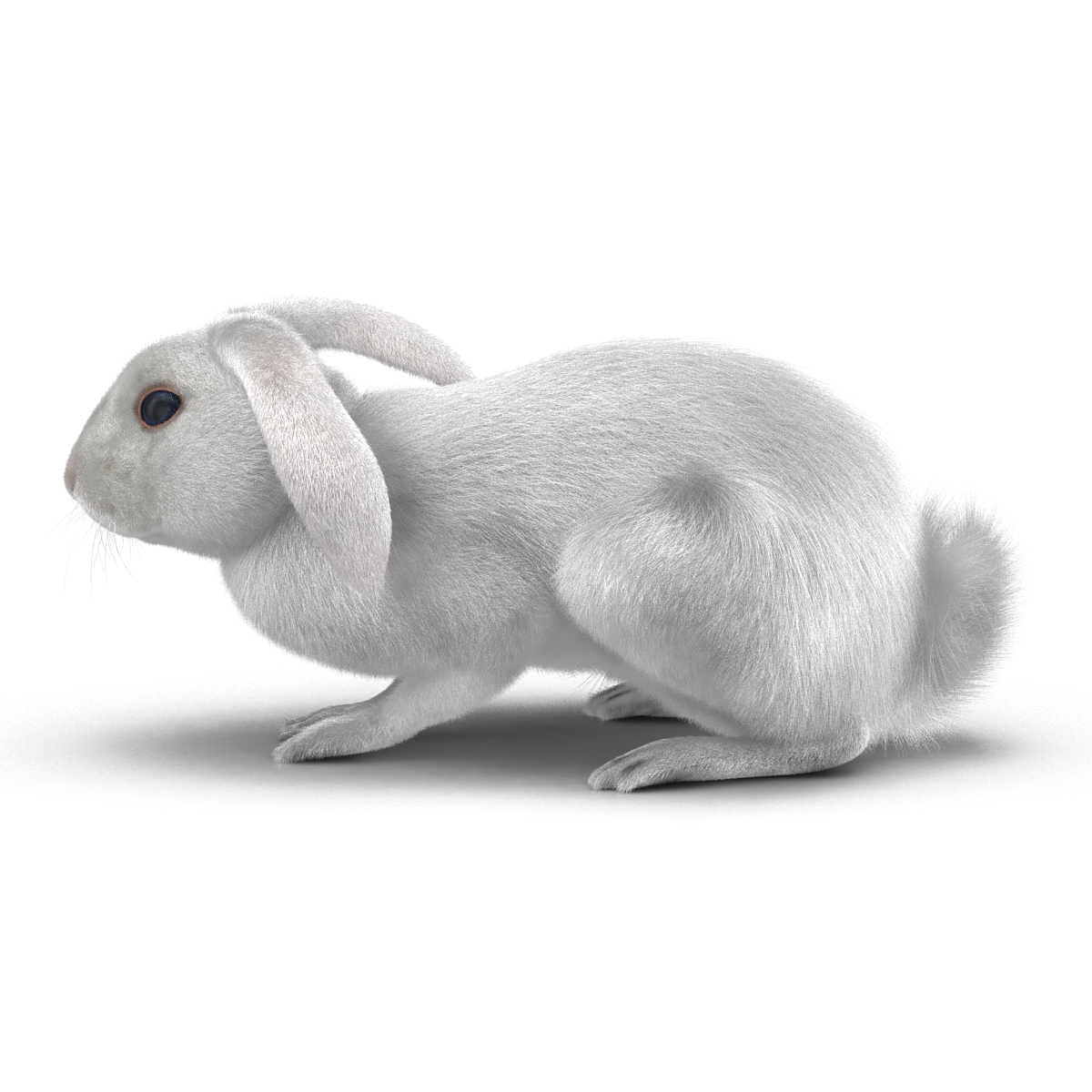 White Rabbit Pose 2 3D model