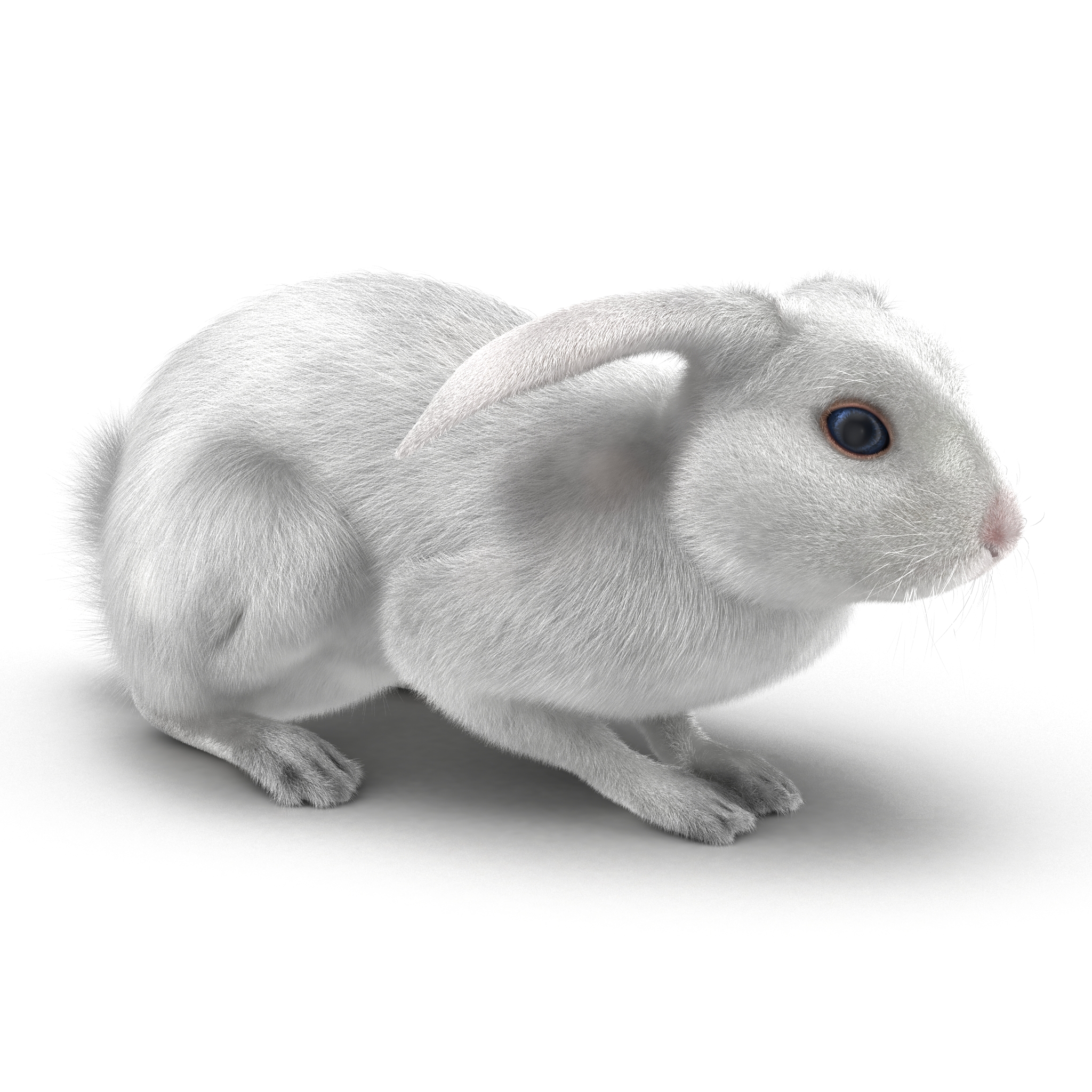 White Rabbit Pose 2 3D model