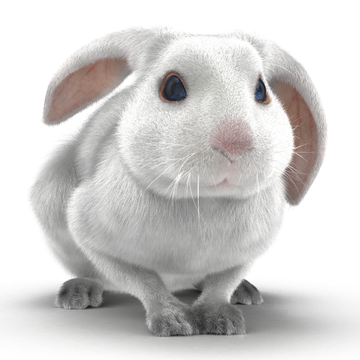 White Rabbit Pose 2 3D model