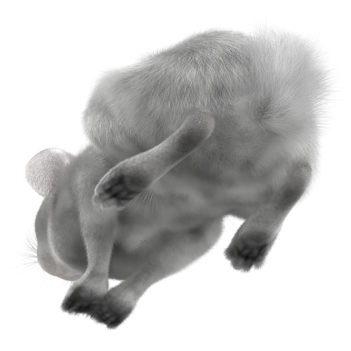 White Rabbit Pose 2 3D model